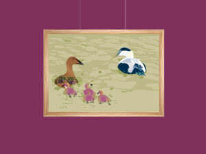 affiche canards eider